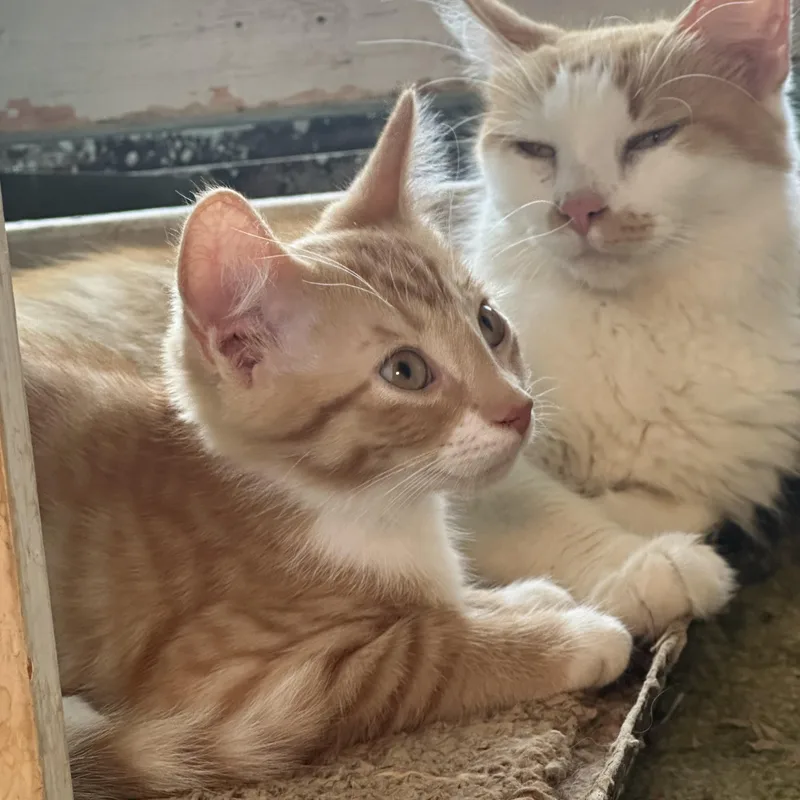 A baby small-sized male Tabby (Orange / Red) Domestic Short Hair cat named Orangey for adoption in Kent, OH