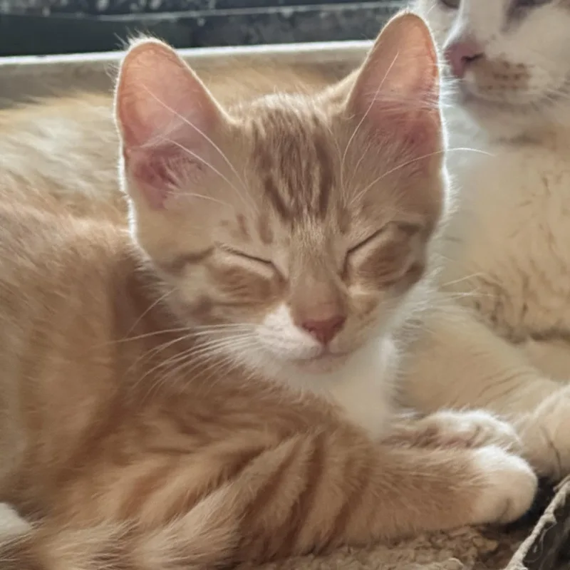 Orangey thumbnail 3
