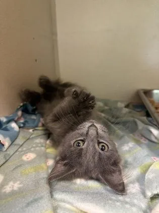 A young small-sized male Domestic Short Hair cat named Hoot for adoption in King William, VA