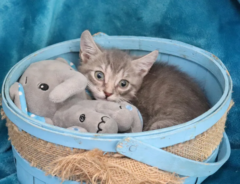 A baby small-sized male Gray / Blue / Silver Tabby cat named Justin for adoption in Saint Augustine, FL
