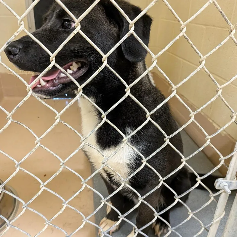 A young medium-sized male Black Retriever dog named Tj for adoption in Fairfax Station, VA