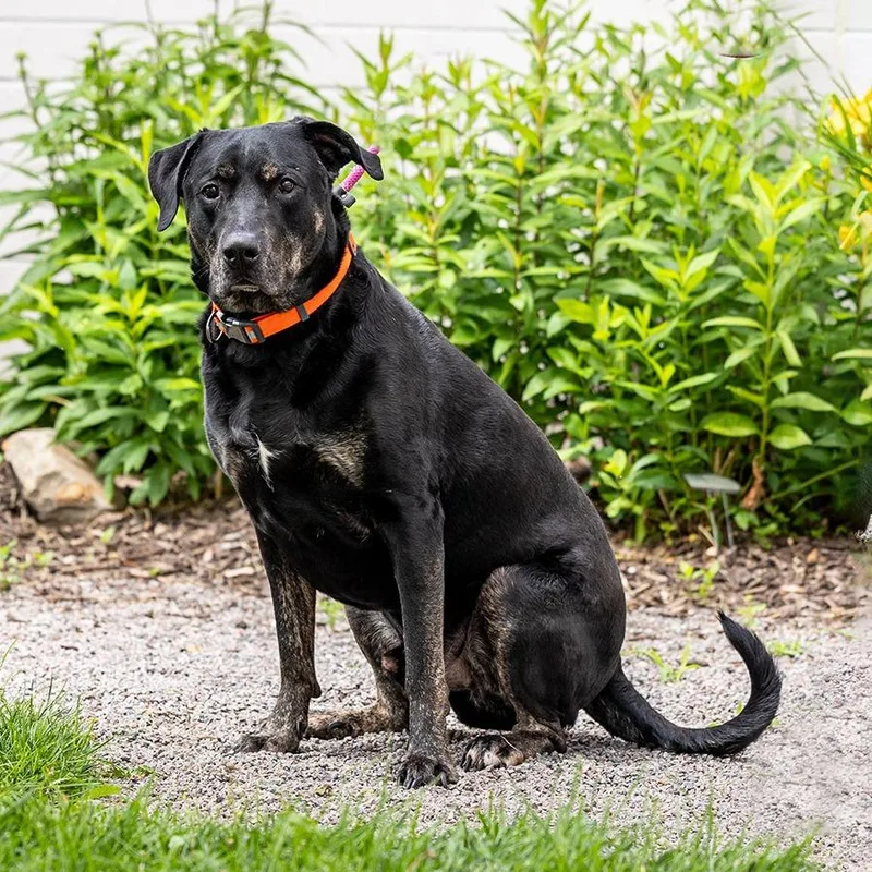 An adult extra large-sized male Black Labrador Retriever dog named Marv for adoption in Council Bluffs, IA