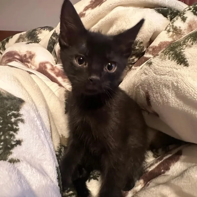 A baby medium-sized male Black Domestic Short Hair cat named Batrick for adoption in Warr Acres, OK