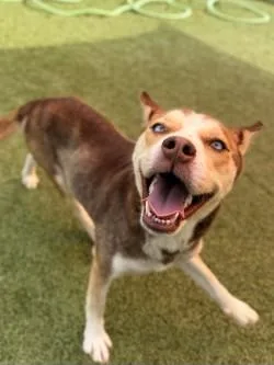 A young medium-sized female Mixed Breed dog named Atlanta for adoption in Savannah, GA