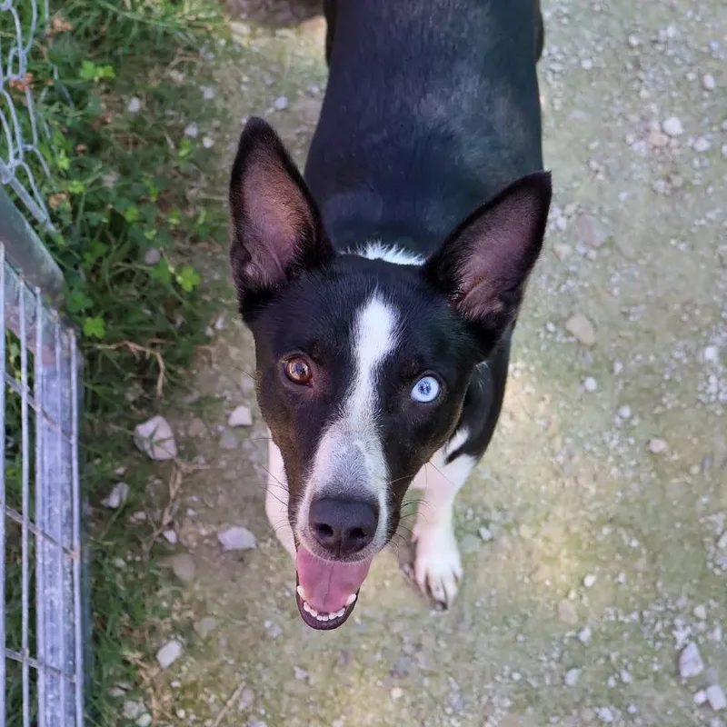 A young medium-sized female Border Collie dog named Candy for adoption in Hollister, MO