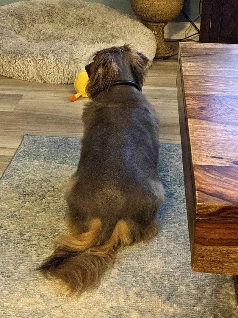 Benji