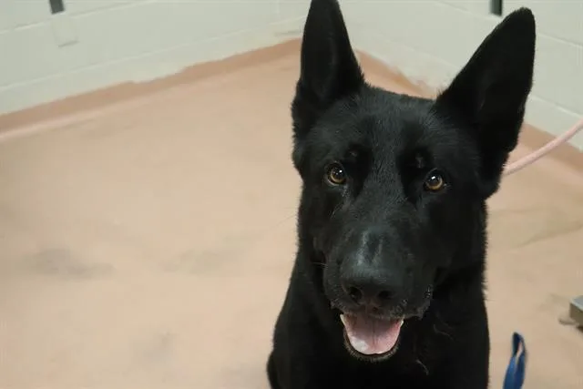 An adult large-sized male Mixed Breed dog named Bunker for adoption in Columbia, SC