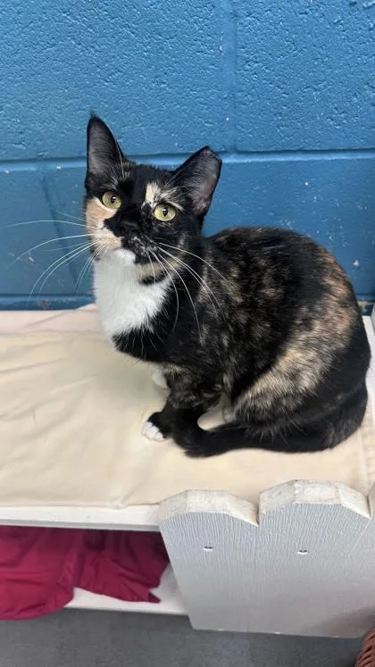 A young medium-sized female Domestic Short Hair cat named Pippa for adoption in Dothan, AL