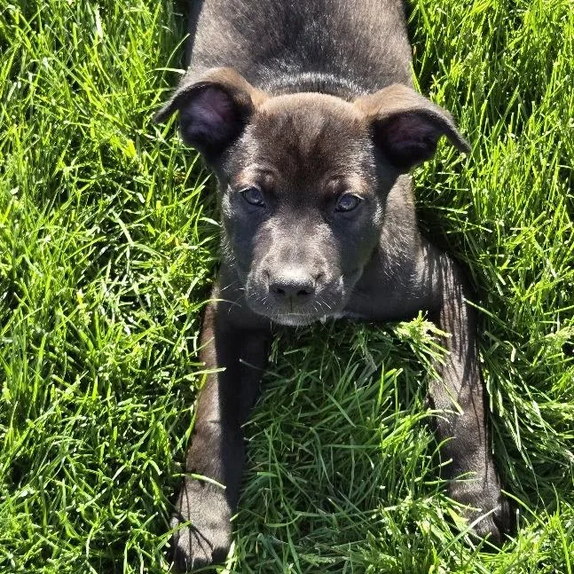 An adult medium-sized male Shepherd dog named Jax for adoption in South Elgin, IL