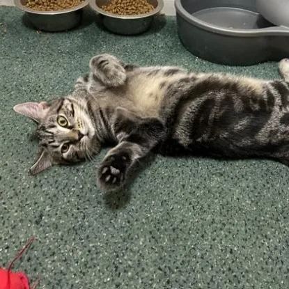 A young medium-sized male Tabby (Brown / Chocolate) Tabby cat named Leroy for adoption in Cincinnati, OH