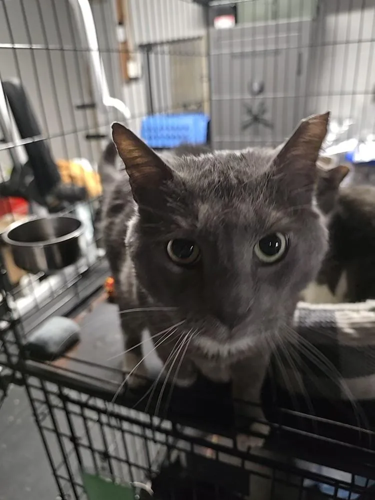 A senior large-sized male Gray & White Domestic Short Hair cat named Wilard for adoption in Pittstown, NJ