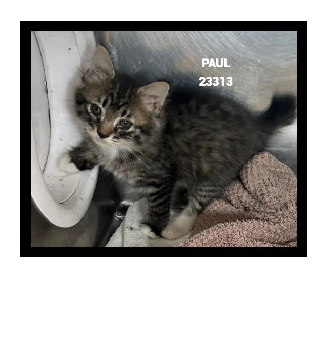 A baby small-sized male Tabby (Gray / Blue / Silver) Domestic Short Hair cat named Paul for adoption in Marietta, GA