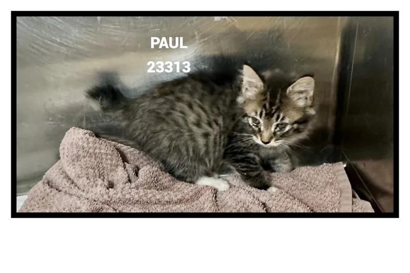 Paul thumbnail 2