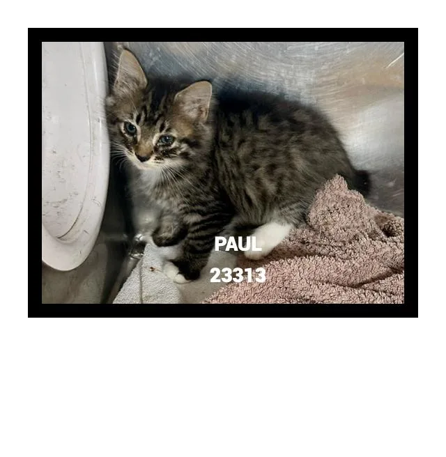 Paul thumbnail 3