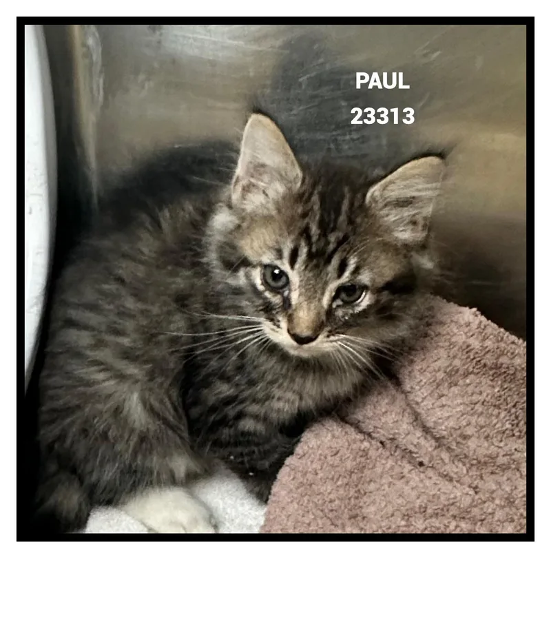 Paul thumbnail 4