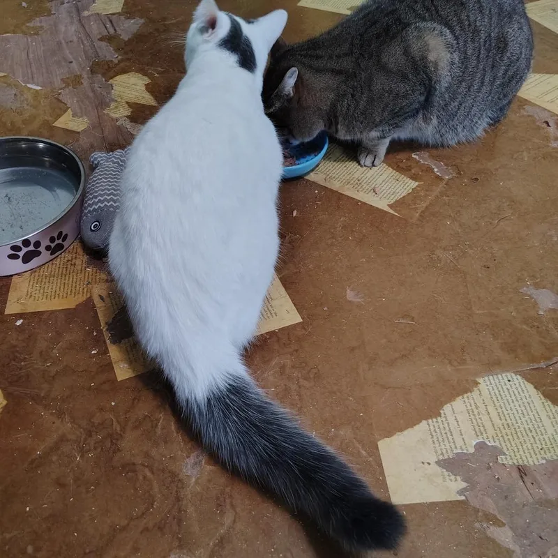 Cinderella thumbnail 2