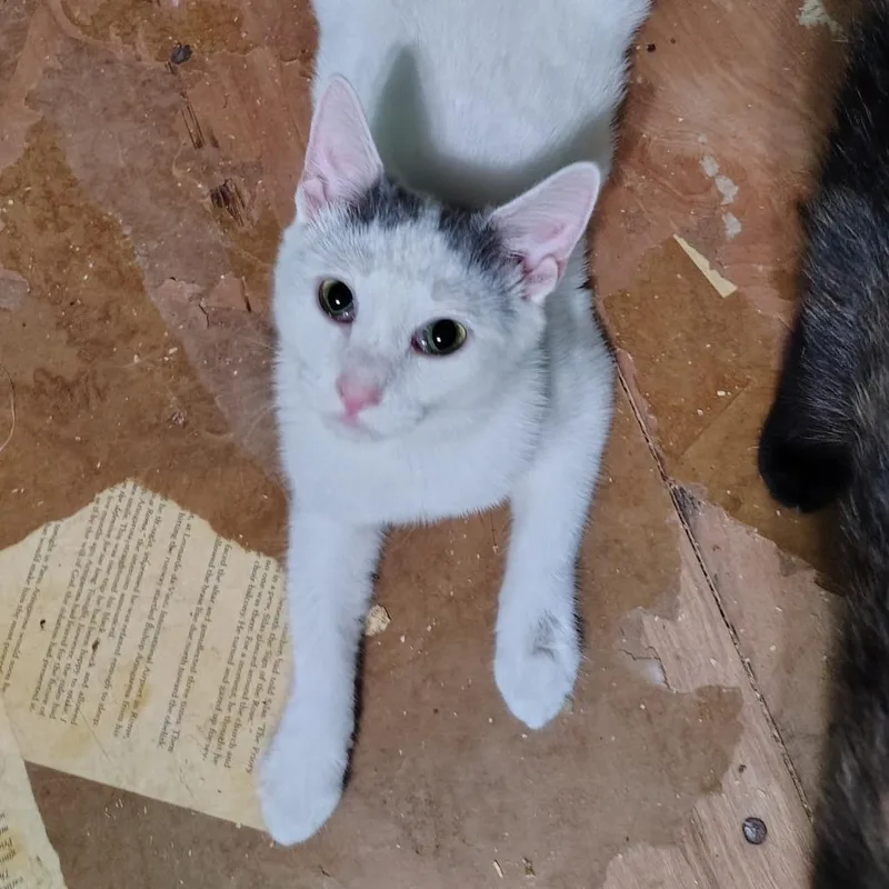 Cinderella thumbnail 3