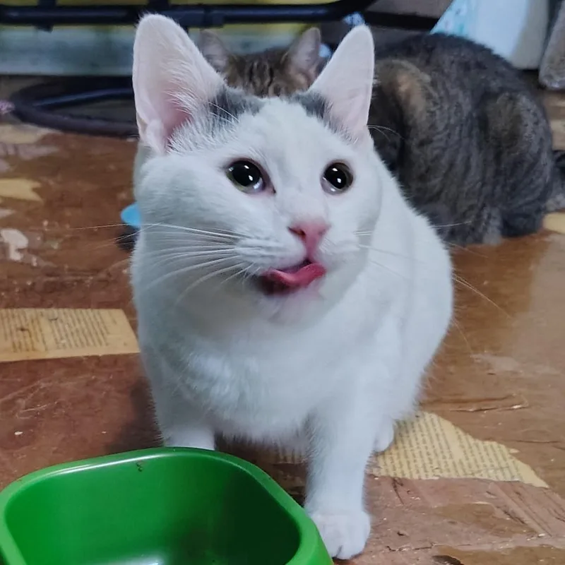 Cinderella thumbnail 4