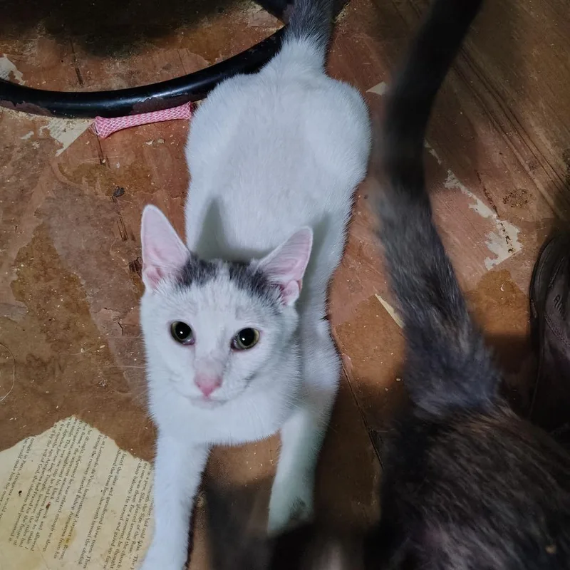 Cinderella thumbnail 5