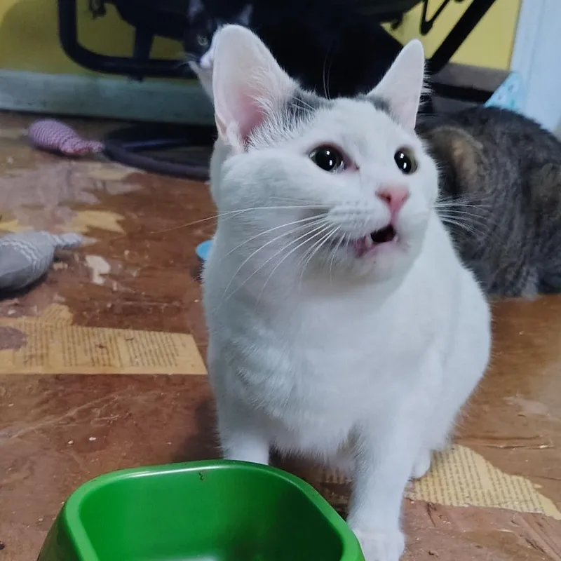 Cinderella thumbnail 6