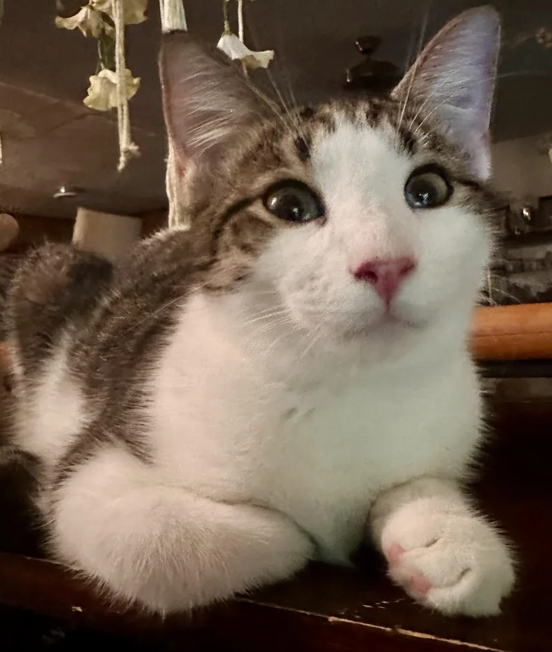 A young medium-sized male Tabby (Gray / Blue / Silver) Domestic Short Hair cat named Harley for adoption in Fayetteville, NC