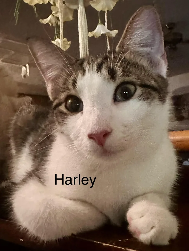 Harley thumbnail 6