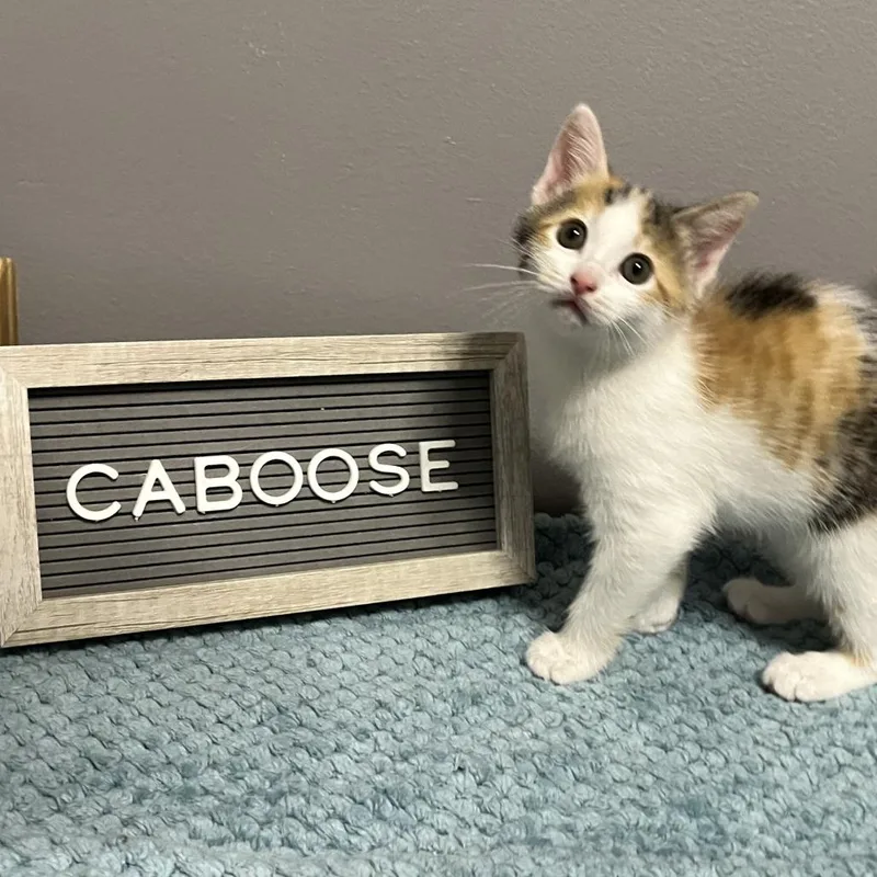 A baby small-sized female Calico Domestic Short Hair cat named Caboose for adoption in Medina, OH