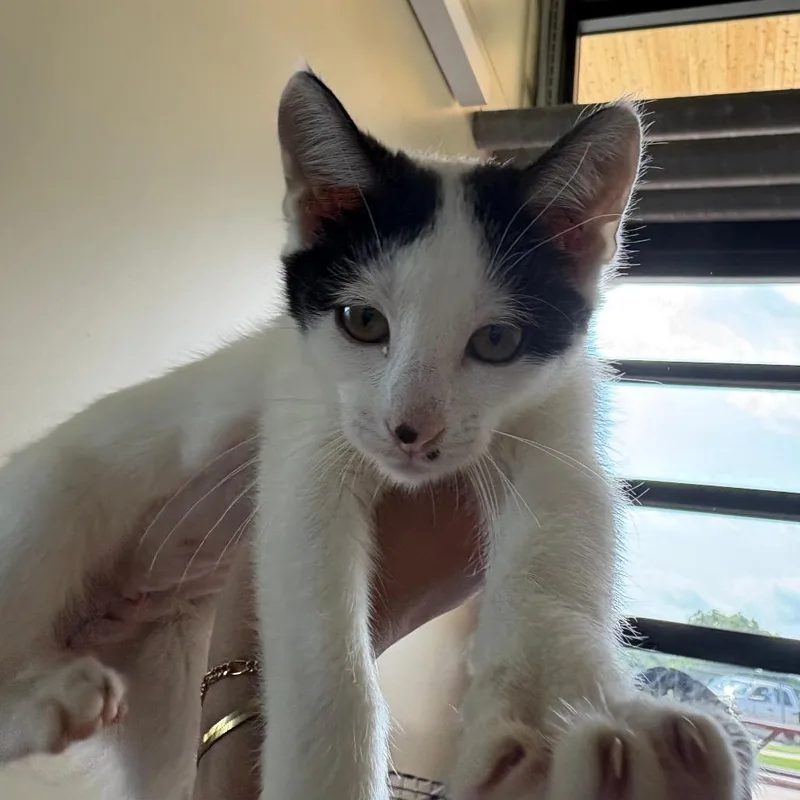 A baby small-sized male White Domestic Short Hair cat named Men in black L for adoption in Leander, TX