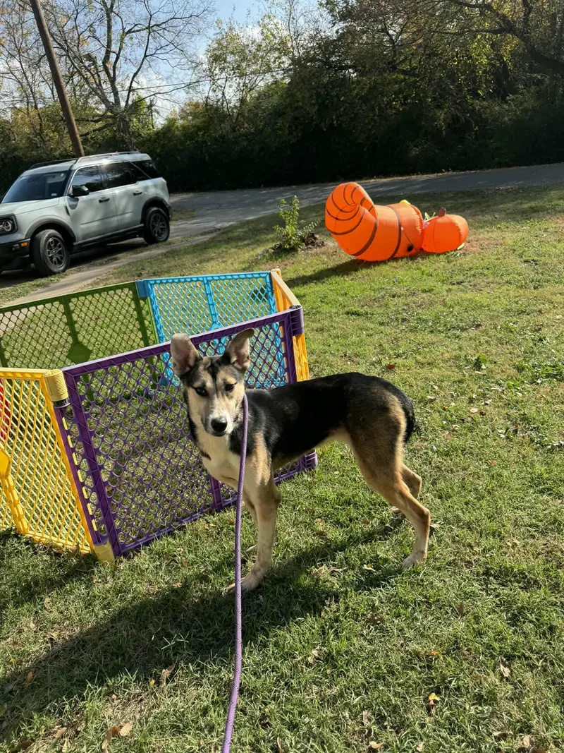 Deville J thumbnail 2