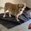 An adult small-sized male Apricot / Beige Terrier dog named Papas for adoption in Buellton, CA
