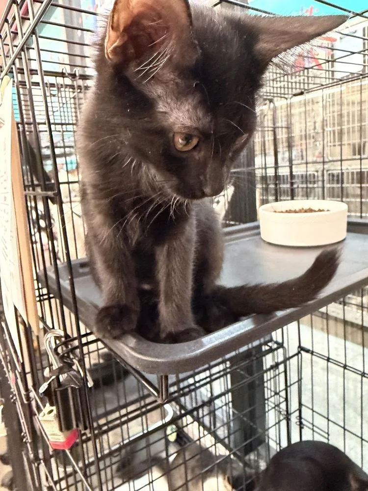 A baby small-sized female Black Domestic Short Hair cat named Onyx for adoption in Taylor, PA