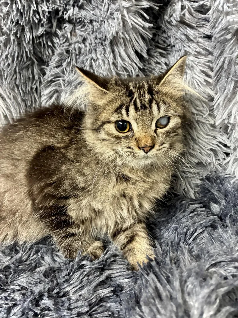 A baby small-sized female Domestic Medium Hair cat named Mattea for adoption in Forest Lake, MN