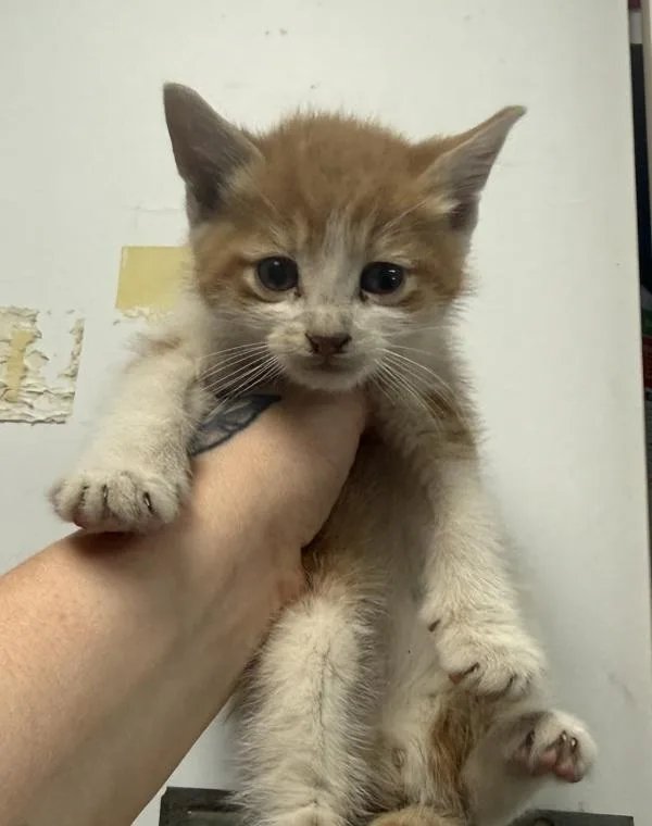 A baby small-sized male Domestic Short Hair cat named Parlsey for adoption in Salisbury, MD