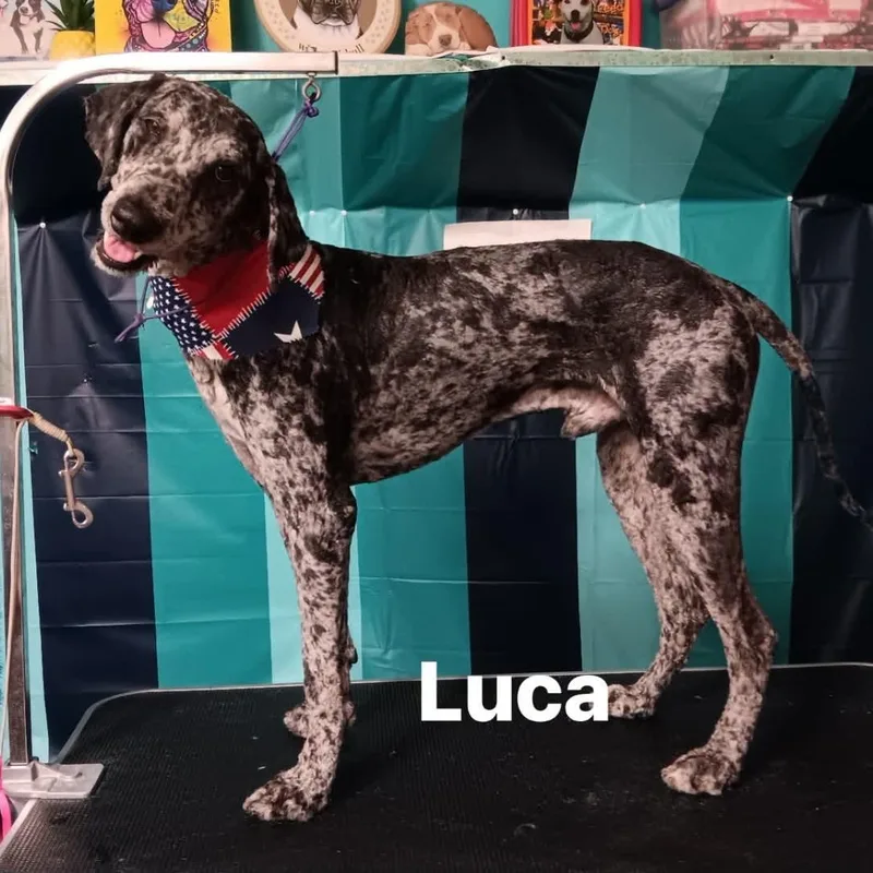 An adult medium-sized male Standard Poodle dog named Luca for adoption in Winter haven, FL