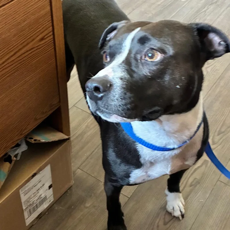 An adult medium-sized male Black Mixed Breed dog named Butcher for adoption in Danville, KY