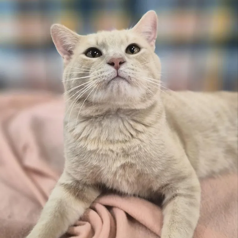 An adult medium-sized male Buff / Tan / Fawn Domestic Short Hair cat named Lo Lo for adoption in South Elgin, IL