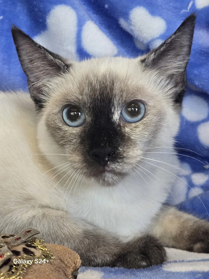 A young medium-sized female Siamese cat named Ruby Pearl for adoption in Pompano Beach, FL