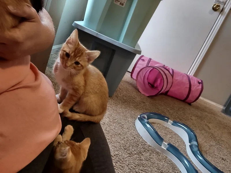 A baby medium-sized male Orange & White American Shorthair cat named CrushSoda Pop Kids for adoption in Shelbyville, TN