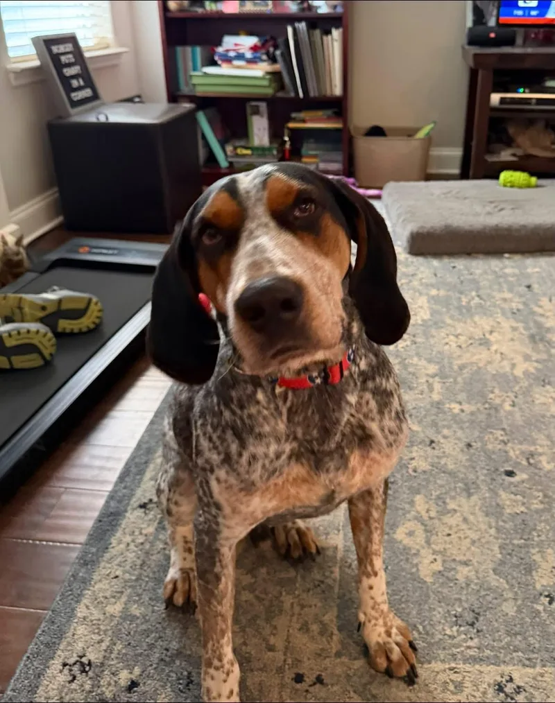 An adult medium-sized male Bluetick Coonhound dog named Smokey for adoption in Spring Hill, TN