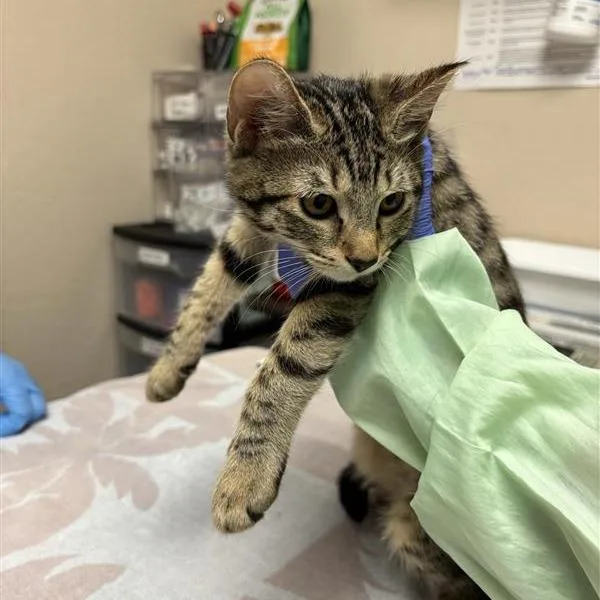 A baby small-sized female Brown / Chocolate Domestic Short Hair cat named Candy Corn Carla for adoption in Tempe, AZ