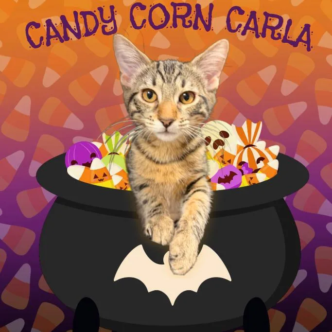 Candy Corn Carla thumbnail 2
