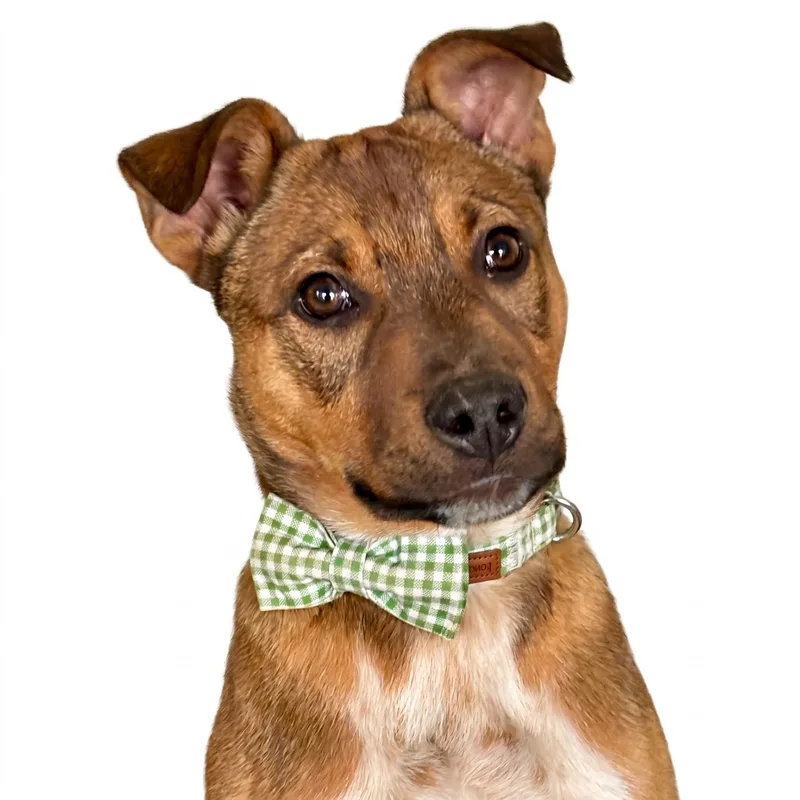 A baby medium-sized male Golden Black Mouth Cur dog named Ralph for adoption in Prior Lake, MN
