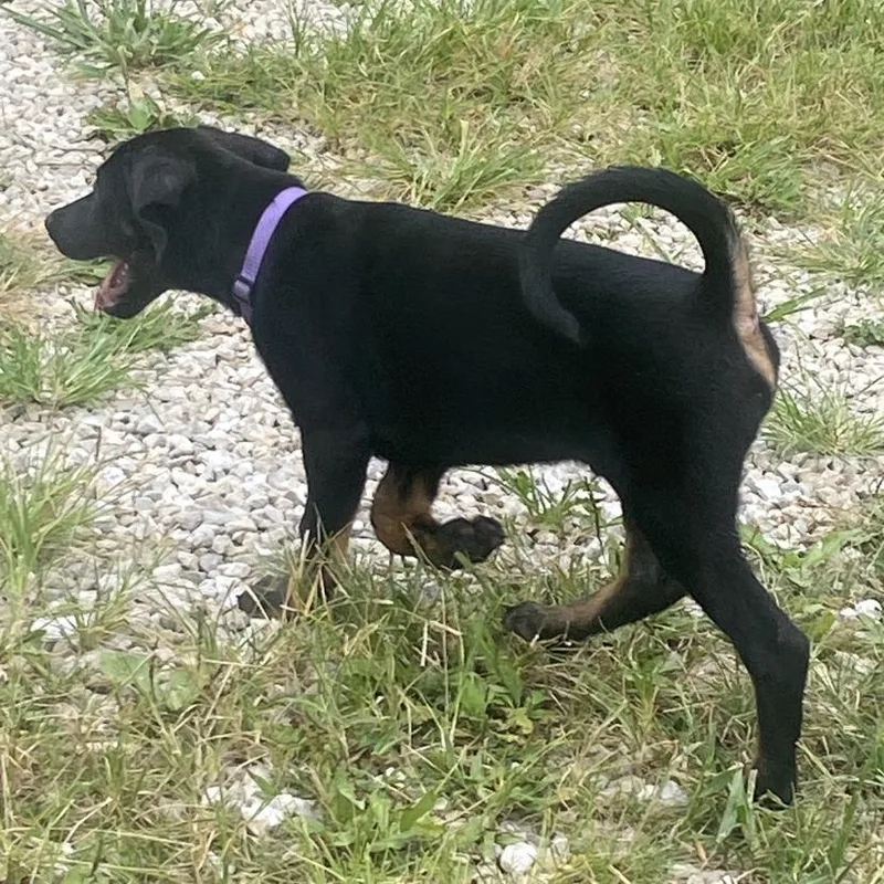 A baby large-sized male Black Doberman Pinscher dog named Duke for adoption in Columbia, MO