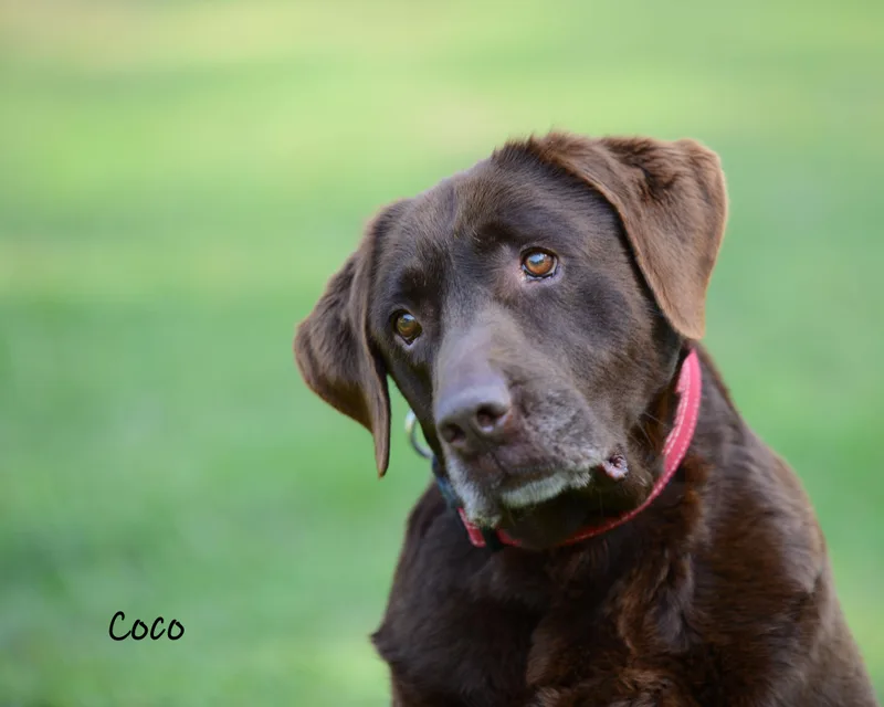 Coco