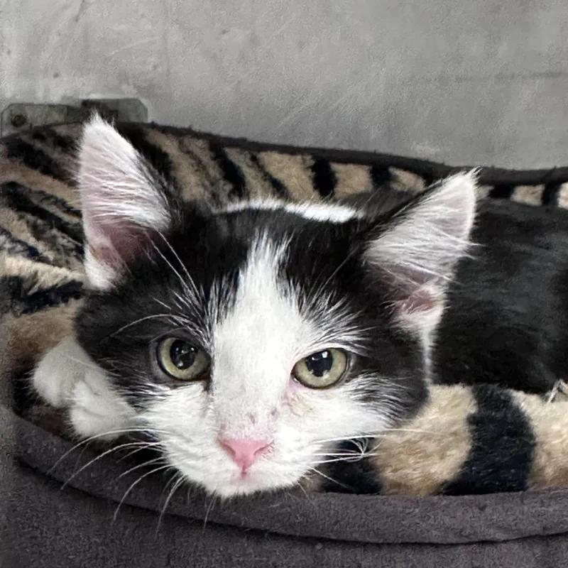 A baby small-sized female Black Turkish Van cat named Jill for adoption in San Jacinto, CA