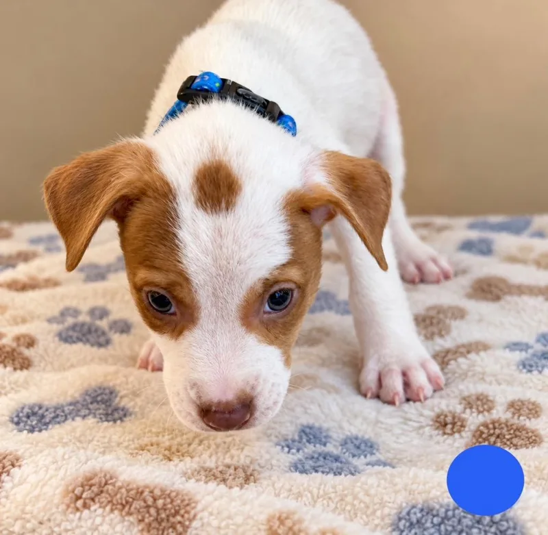 A baby small-sized male Mixed Breed dog named Pluto for adoption in St. Augustine, FL