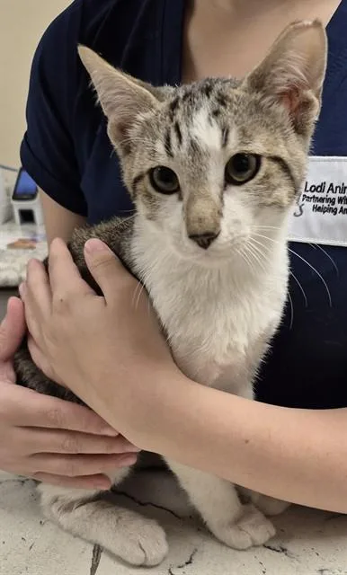 A young small-sized male Domestic Short Hair cat named Noodle for adoption in Lodi, CA