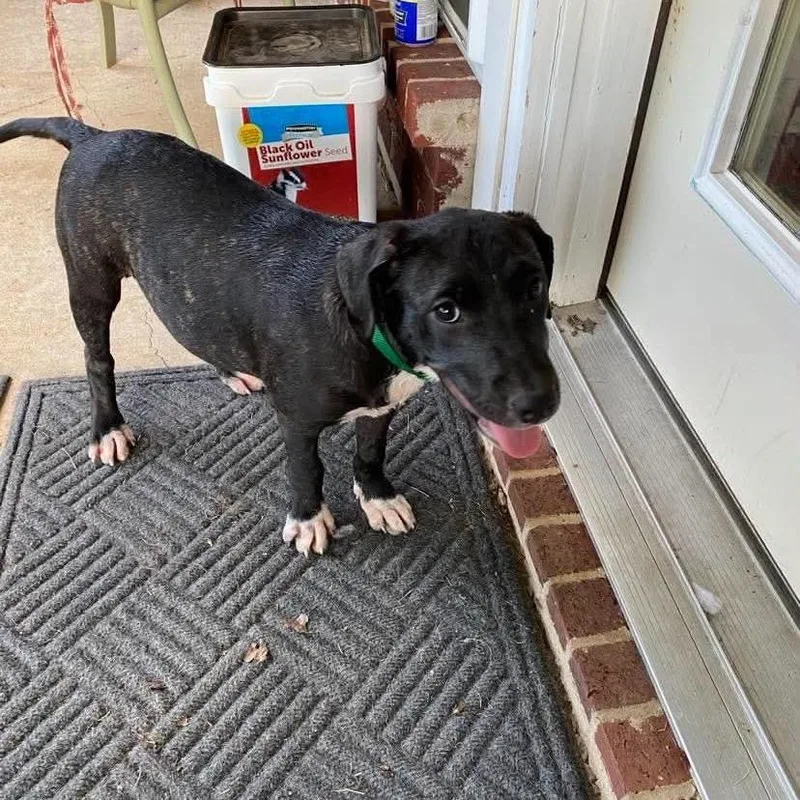 A baby small-sized female Mixed Breed dog named Tink for adoption in Dover, AR