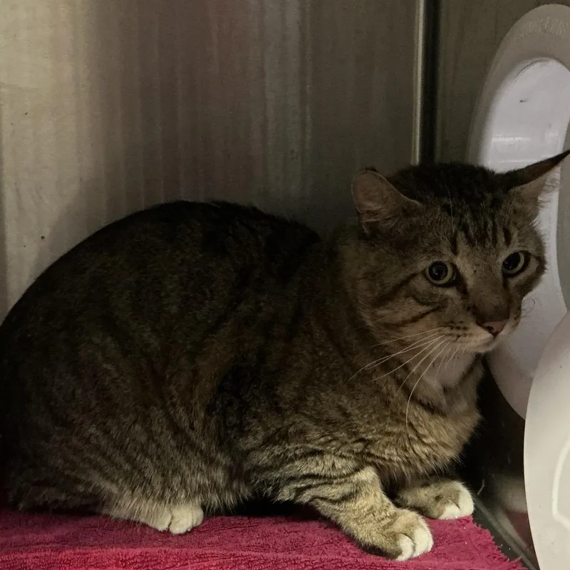 An adult large-sized male Brown / Chocolate Domestic Short Hair cat named Champ for adoption in San Gabriel, CA