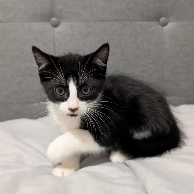 A baby small-sized male Black Domestic Short Hair cat named Henry for adoption in Valdosta , GA